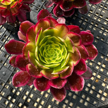 Load image into Gallery viewer, Aeonium ‘Wheels of Fascination’