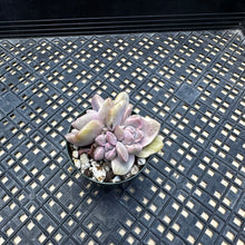 Load image into Gallery viewer, Graptoveria Variegated ‘Mrs Richards’