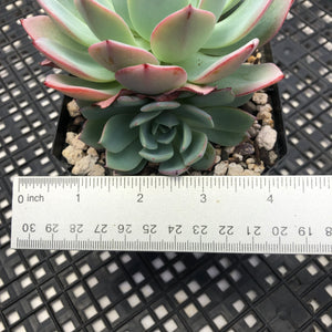 Echeveria ‘Johnny’