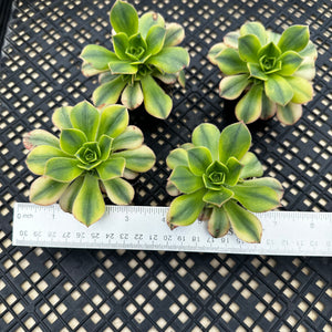 Aeonium ‘Starburst’