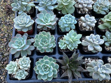 Load image into Gallery viewer, #44-91 Great selection of Echeveria Sedeveria, Graptoveria