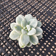 Load image into Gallery viewer, Sedum Clavatum Variegated