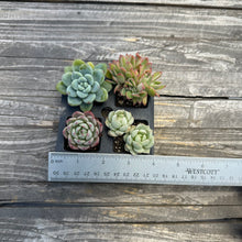 Load image into Gallery viewer, Assorted Colorful 2” Succulent sets