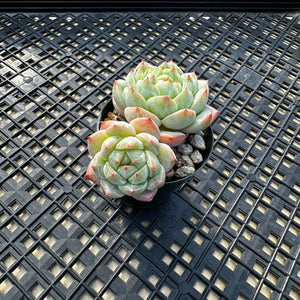 Echeveria ‘Marisa’