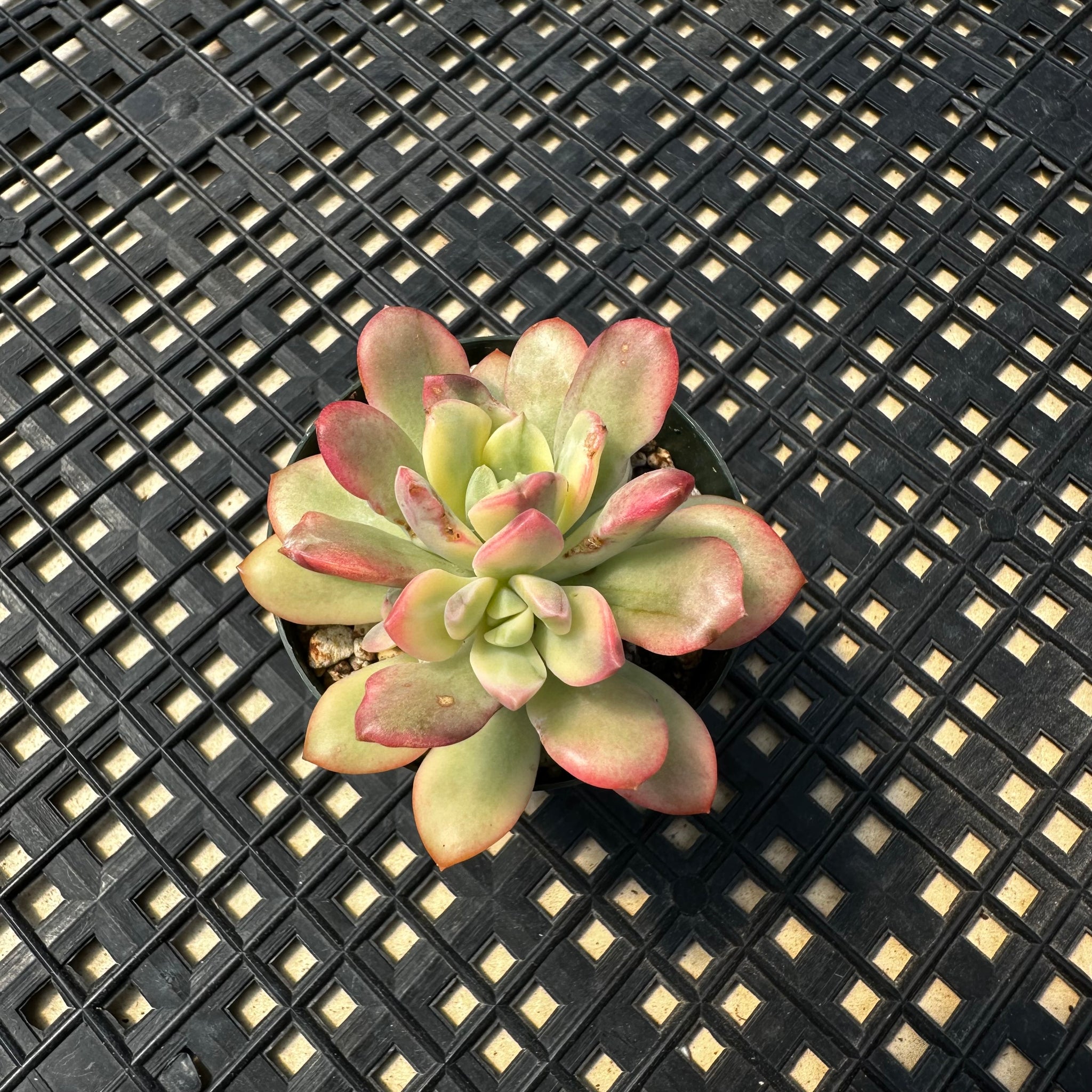 chubby yellow succulent Echeveria 'Minibelle' Variegated – Chubby Leaf Succulents