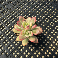 Load image into Gallery viewer, Echeveria ‘Minibelle’ Variegated