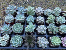 Load image into Gallery viewer, #44-91 Great selection of Echeveria Sedeveria, Graptoveria