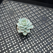Load image into Gallery viewer, Echeveria ‘Blue Hawaii’