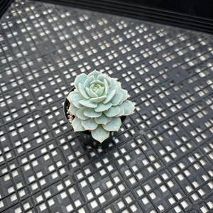 Echeveria ‘Blue Hawaii’