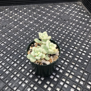 Graptopetalum mendozae Variegated