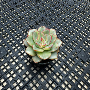 Echeveria ‘Esther’ Variegated