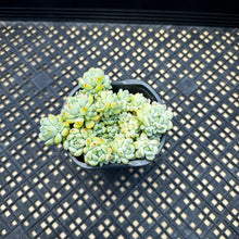 Load image into Gallery viewer, Sedum perezdelarosae