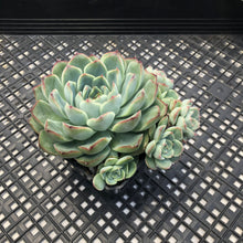 Load image into Gallery viewer, Echeveria ‘Fire Flower’