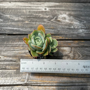 Echeveria ‘Lemon Tree’