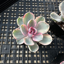 Load image into Gallery viewer, Echeveria ‘Rainbow’ Variegated