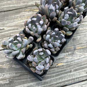 Echeveria ‘Cupid’