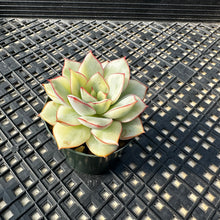 Load image into Gallery viewer, Echeveria ‘Esther’ Variegated