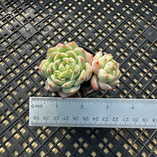 Load image into Gallery viewer, Echeveria ‘Marisa’