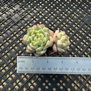 Echeveria ‘Marisa’