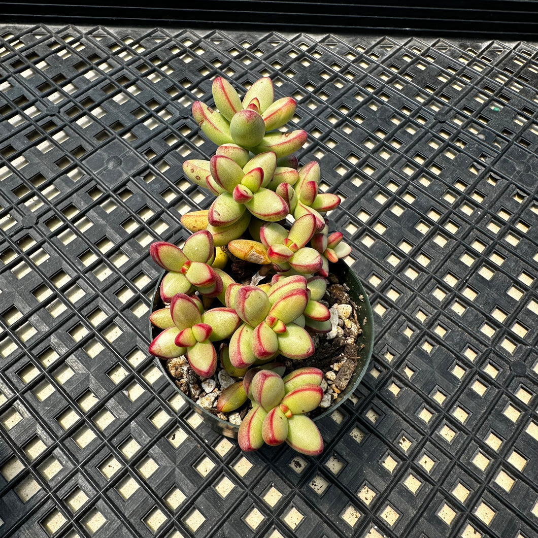 Crassula nudicaulis var. herrei
