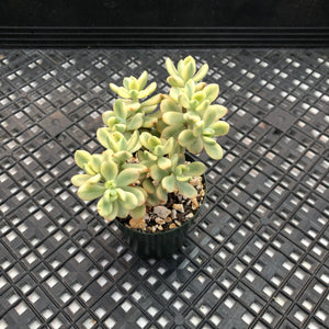 Echeveria macdougallii variegated  aka “sedoides“