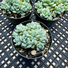 Load image into Gallery viewer, Sedum perezdelarosae