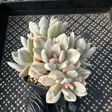Load image into Gallery viewer, Pachyveria Pachyphytoides Variegated