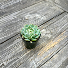 Load image into Gallery viewer, Echeveria ‘Marisa’