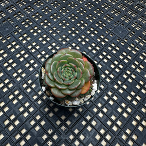 Echeveria ‘Sugar Baby’