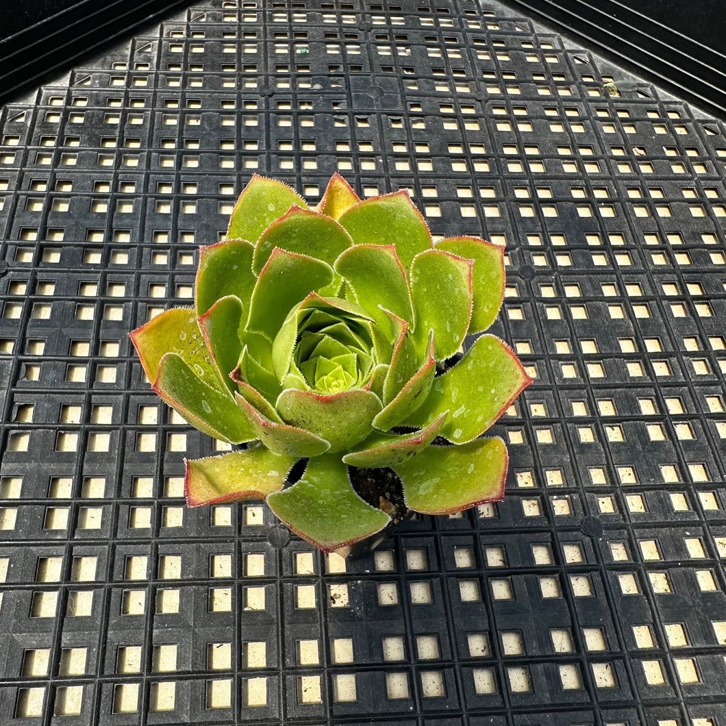 Semponium ‘Diamond’