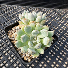 Load image into Gallery viewer, Echeveria ‘Pebbles’