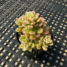 Load image into Gallery viewer, Sedum &#39;Joyce Tulloch&#39; variegated