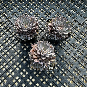 Graptopetalum rusbyi aka (San Francisco River Leather Petal)
