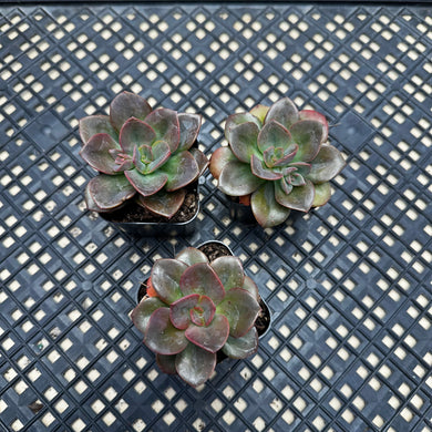 Echeveria ‘Chroma’