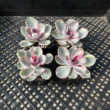 Load image into Gallery viewer, Echeveria ‘Rainbow’ Variegated