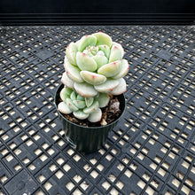 Load image into Gallery viewer, Sedeveria ‘Pudgy’