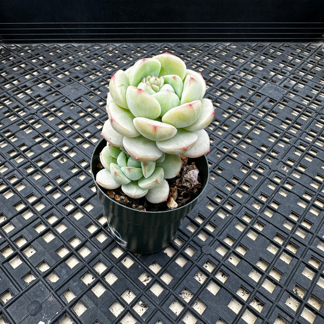 Sedeveria ‘Pudgy’