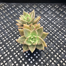 Load image into Gallery viewer, Echeveria agavoides ‘Citrina’