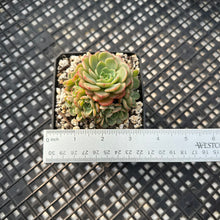Load image into Gallery viewer, Echeveria ‘Sugar Baby’