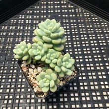 Load image into Gallery viewer, Sedum ‘Caviar’ Graptosedum ‘Caviar’