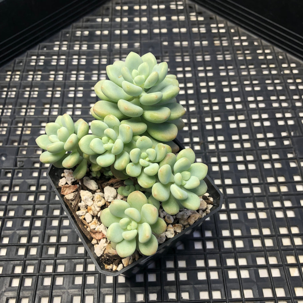 Sedum ‘Caviar’ Graptosedum ‘Caviar’