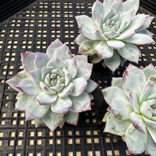 Load image into Gallery viewer, Echeveria ‘Blue Bird’