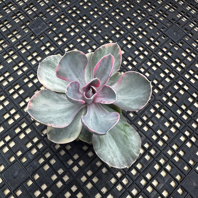 Echeveria ‘Rainbow’ Variegated