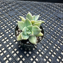 Load image into Gallery viewer, Echeveria agavoides ‘Citrina’