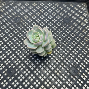 Graptoveria titubans