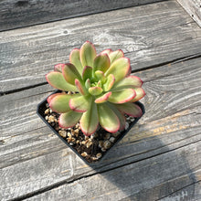 Load image into Gallery viewer, Echeveria ‘Minibelle’ Variegated