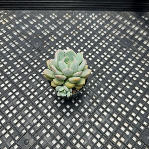 Graptoveria ‘A Grim One’