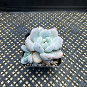 Pachyphytum x Laulindsayana sp hybrid