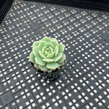 Load image into Gallery viewer, Echeveria Porima