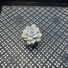 Load image into Gallery viewer, Echeveria  ‘Pixie’